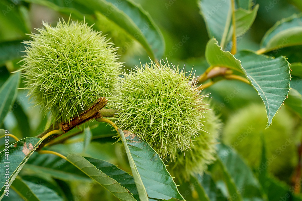 prickly chestnuts from close up