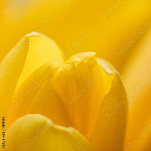 Abstract floral background, yellow tulip flower. Macro flowers backdrop for holiday brand design. Botanical concept