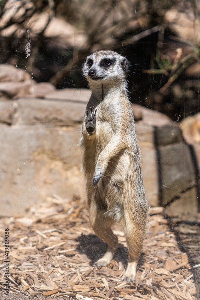 meerkat in zoo meerkat in zoo