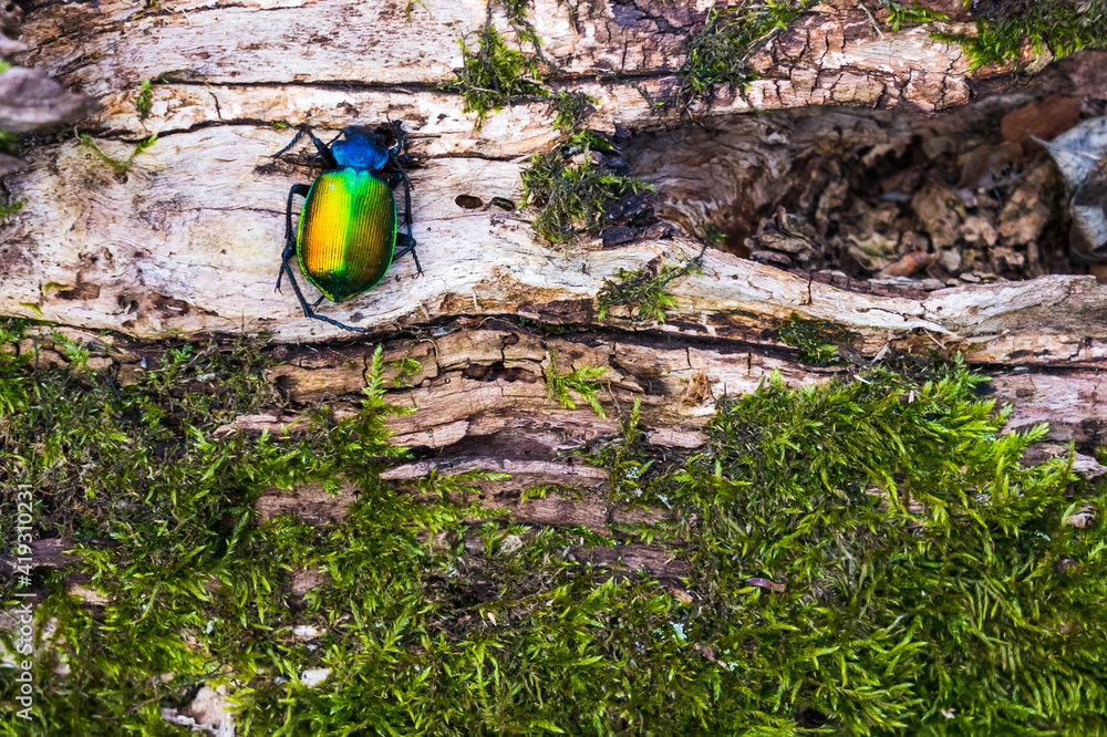 Chrysolina fastuosa beetle on the trunk of an old oak tree in early spring