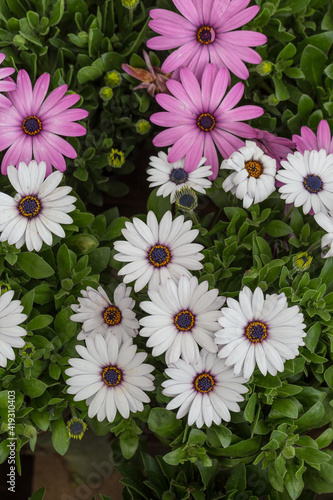 Blooming red blue chrysanthemum flowers and green leaves，Arctotis stoechadifolia var.grandis photo