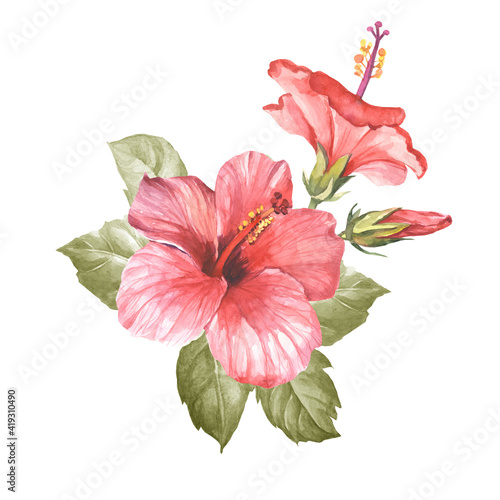 red hibiscus flower.watercolor