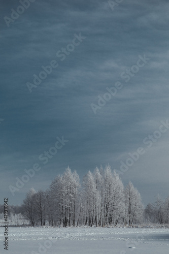 landscape snowy forest and river