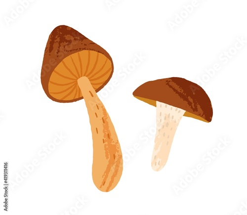 Composition of two raw edible mushrooms isolated on white background. Autumn forest food. Colored flat vector illustration of fungus