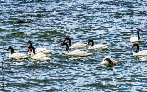 Black-necked Swans Punta Natales Chile photo