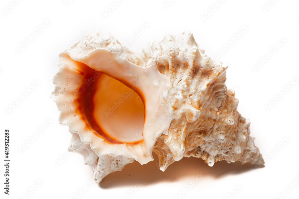 Seashell on a white background . An article about seashells. Vacation at the sea. Shopping by the sea. White background. Copy space Seashell on a white background . An article about seashells. Vacation at the sea. Shopping by the sea. White background. Copy space