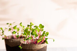 Close-up of a radish microgreen. Self-cultivation of micro-greenery at home. Growing seedlings. Organic farming, vegan concept.