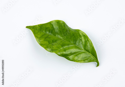 Arabica coffee leaf on a white background.
