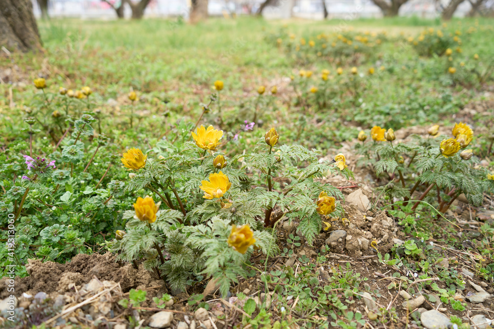 Obraz premium 福寿草