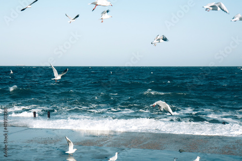 Many seagulls hover in the blue bright sky and deep blue stormy ocean. Skyline background. Beautiful white clouds in the sky. Horizon of the sea