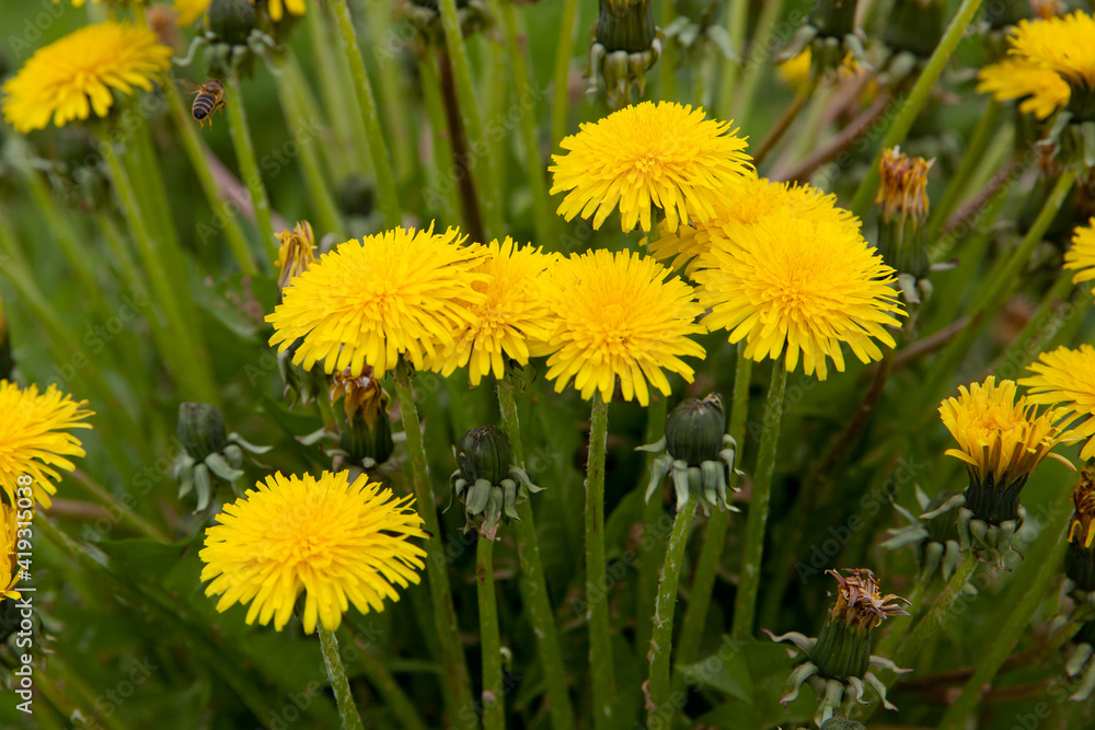 Obraz premium Yellow dandelion flowers with leaves in green grass, spring photo