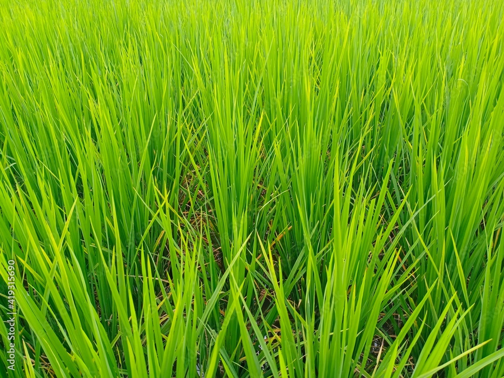 Naklejka premium green rice field