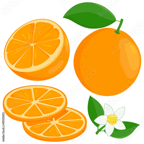 Orange fruit and orange blossom. Vector illustration photo