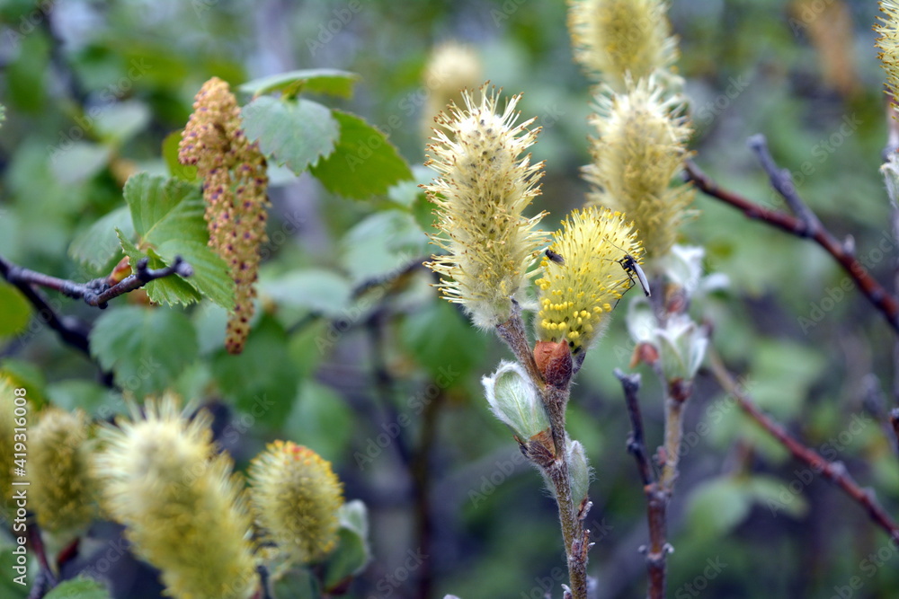 Willow catkins at spring in Iceland Willow catkins at spring in Iceland