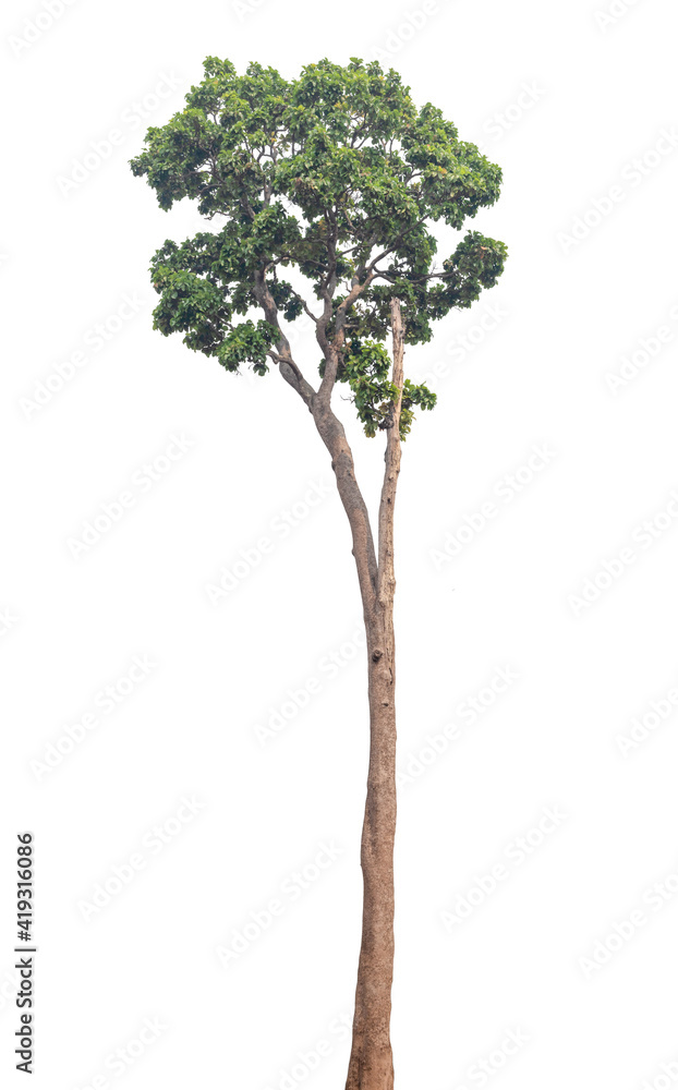 Tree isolated on white background Tree isolated on white background