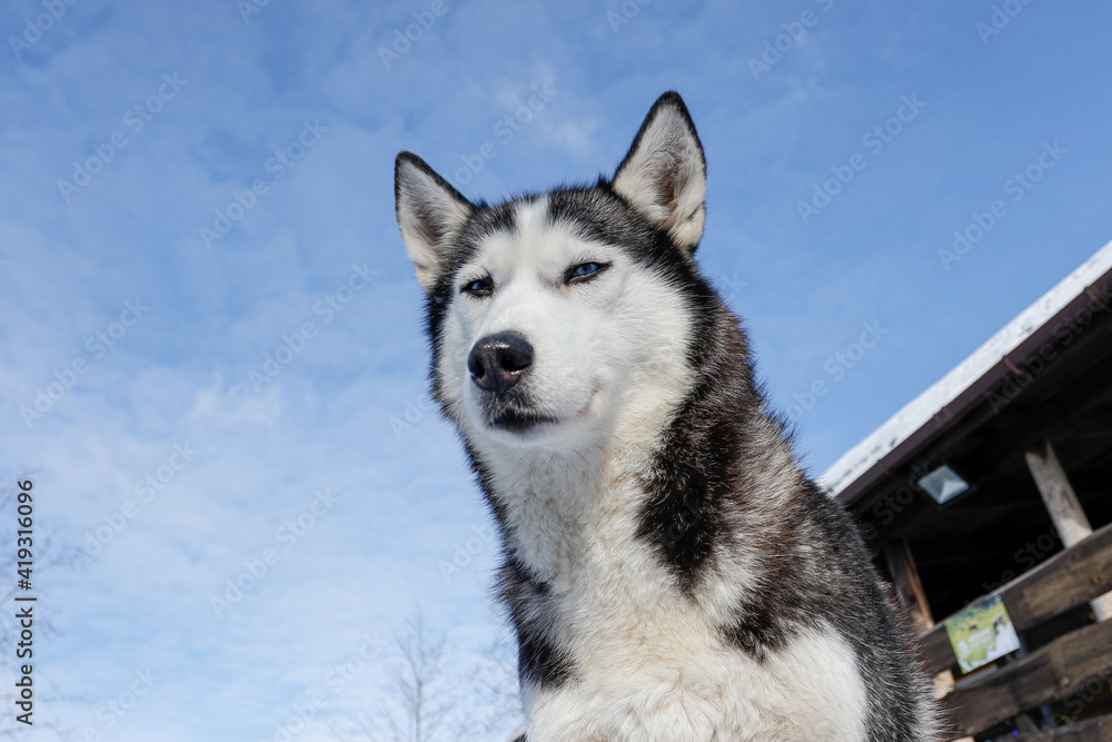 Portrait of a Siberian husky, friendship forever. Pet. Husky Portrait of a Siberian husky, friendship forever. Pet. Husky