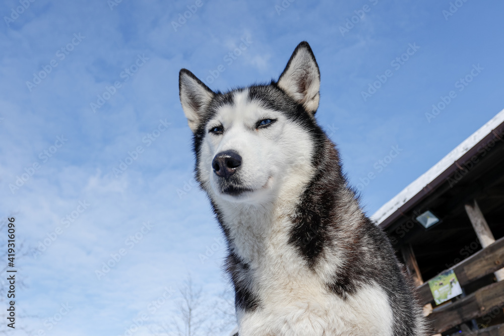 Portrait of a Siberian husky, friendship forever. Pet. Husky