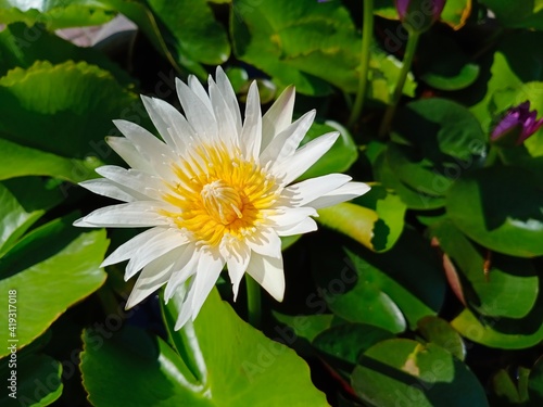 white lotus flower