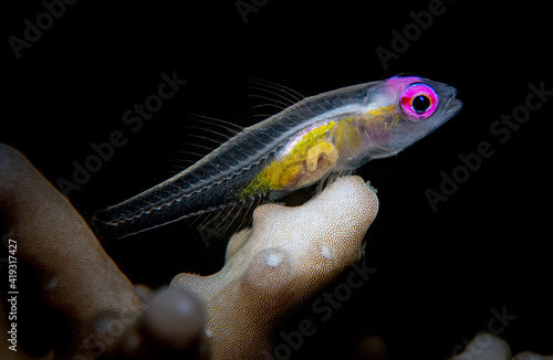 Pink eyed goby on coral reef in Fiji in western Pacific.