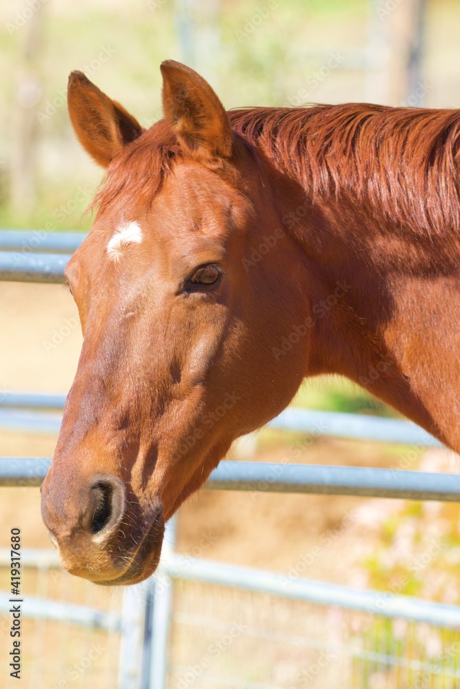 Obraz premium Braunes Pferd