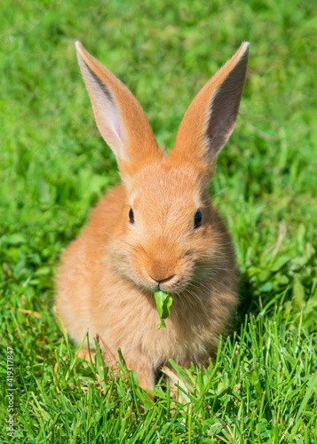 Red rabbit on a grass.