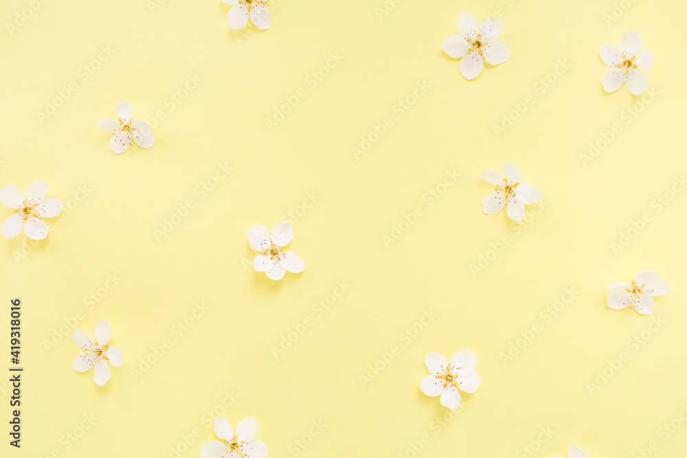 Floral pattern of white spring or summer flowers on yellow background. Copy space for your text. Flat lay style. Top view. Floral background. Pattern of flower buds. Floral pattern of white spring or summer flowers on yellow background. Copy space for your text. Flat lay style. Top view. Floral background. Pattern of flower buds.
