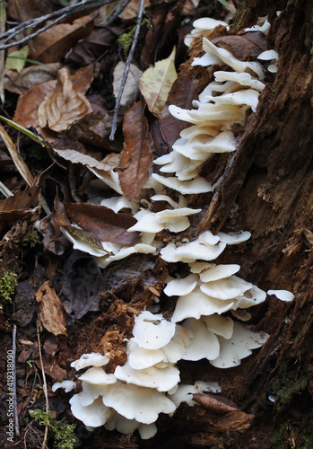 A colony of white mushrooms named angel wing in the Japanese forest. Vertically oriented picture.