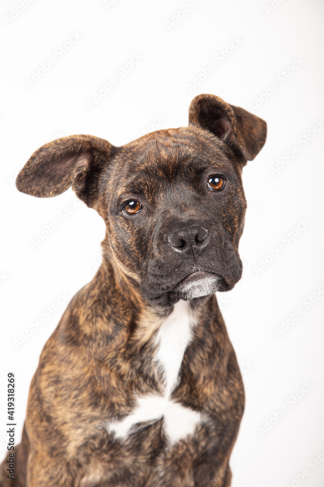 Gorgeous american stanford puppy isolated on a white background
