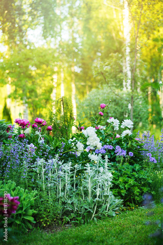 Fotobehang beautiful english style cottage garden view in summer with blooming peonies and companions - stachys, catnip, heranium, iris sibirica
