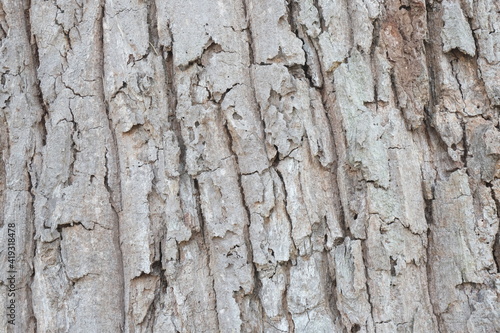 bark of tree, nature texture 