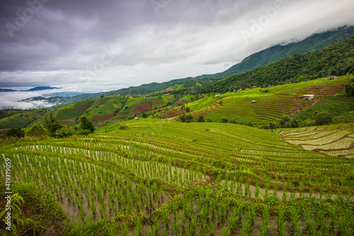 Beautiful rice field in the countryside in northern of Thailand.