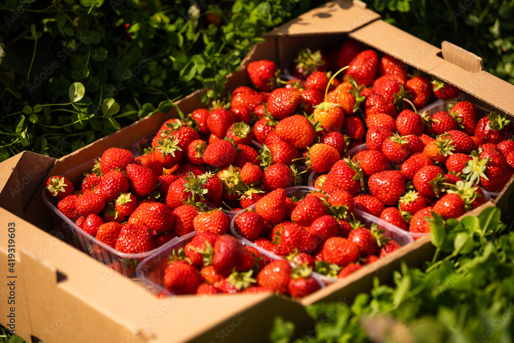 fresh strawberries in wooden boxes on fields background fresh strawberries in wooden boxes on fields background