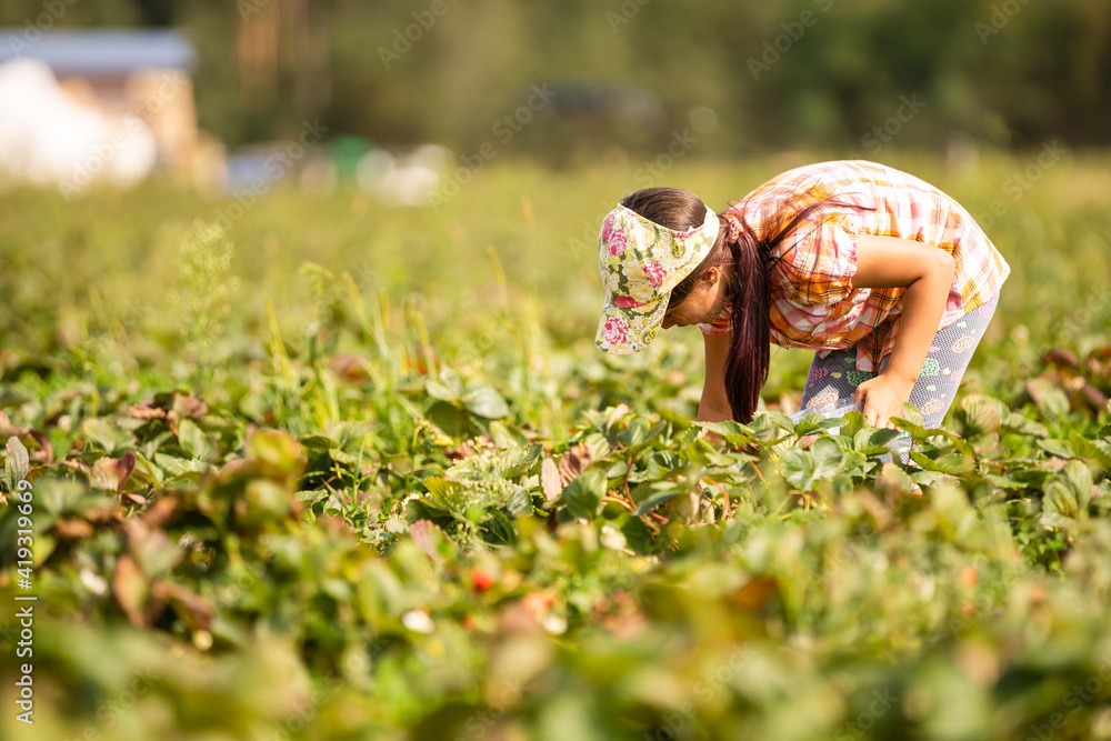 happy young child girl picking and eating strawberries on a plantation