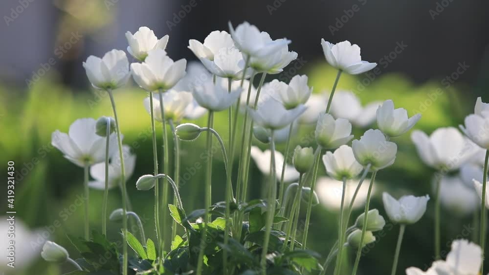 Snowdrop Anemone (Anemone sylvestris) in Spring season. Soft focus Snowdrop Anemone (Anemone sylvestris) in Spring season. Soft focus