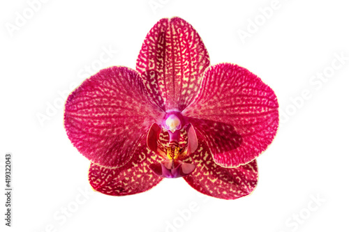 Red orchid isolated on white background.