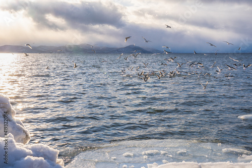 Seascape with a flock of seagulls over the water surface of the bay.