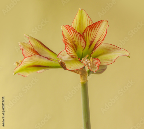 Bloom mini  Amaryllis (Hippeastrum) Sonatini  on green background photo