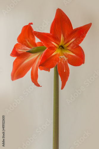 Blooming  orange hybr  Amaryllis (Hippeastrum)   