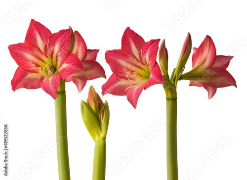 Hippeastrum (amaryllis) "Sleeping Beauty" ("Tres Belle") on white background isolated