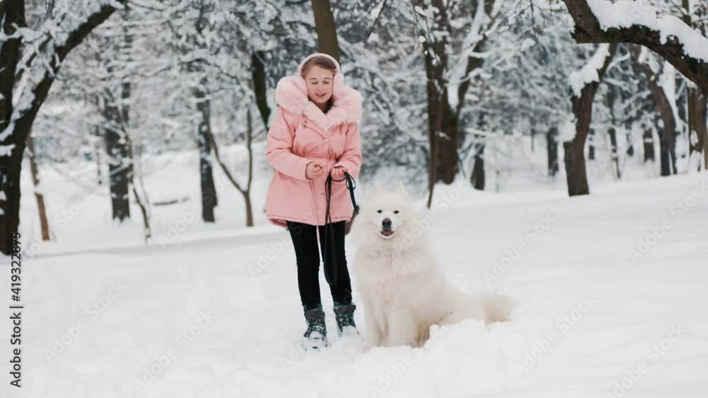 a child with a Samoyed dog a child with a Samoyed dog
