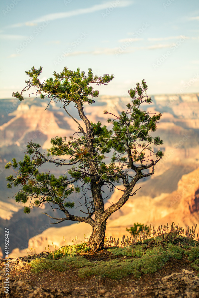 Close up of old small conifer on edge of grand canyon national park in colorado, america