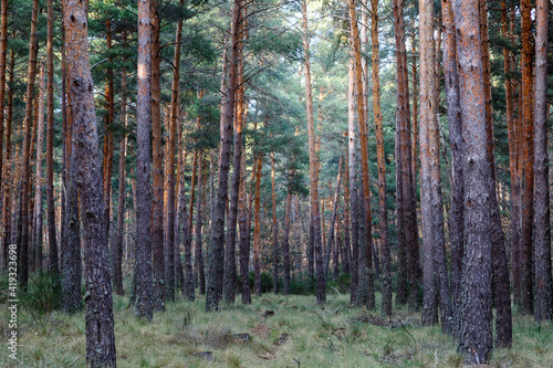 Scots pine forest. Pinus sylvestris. Camposagrado pine forest  Leon  Spain.