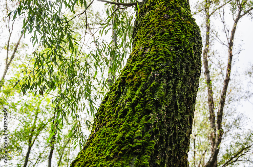 Fototapeta premium Nature background trunk tree with green moss