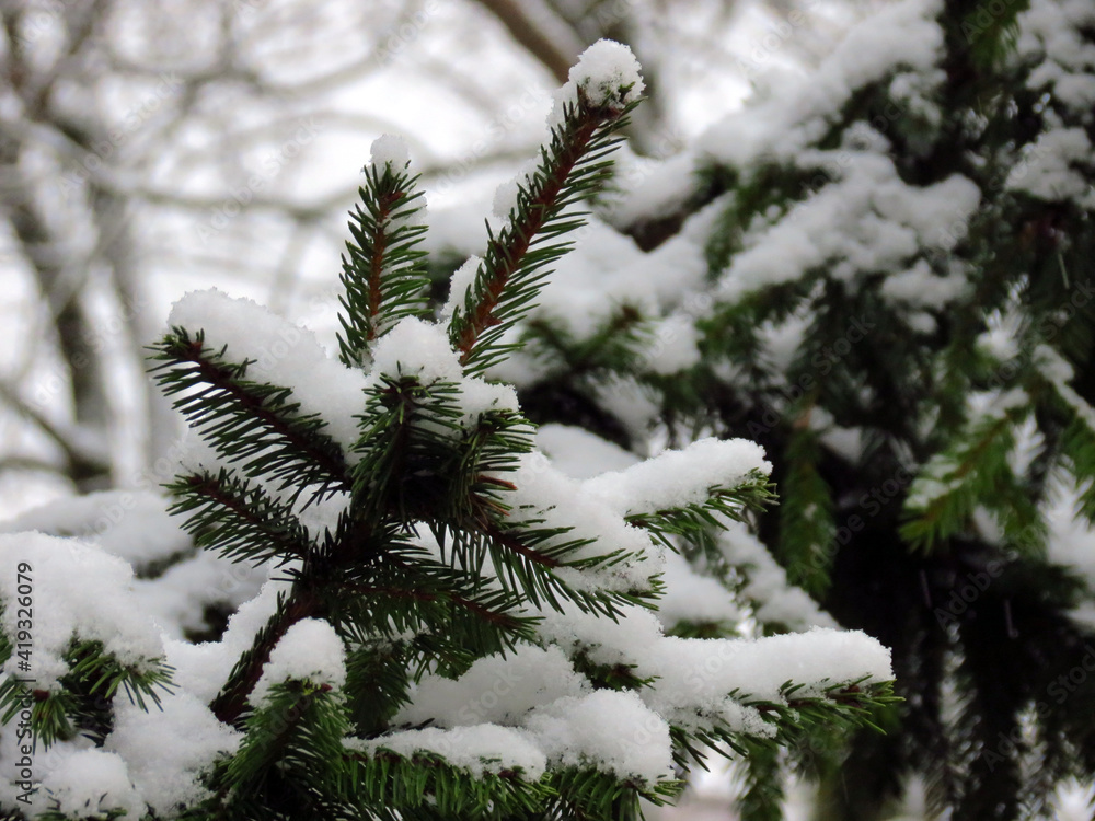 snow covered pine tree