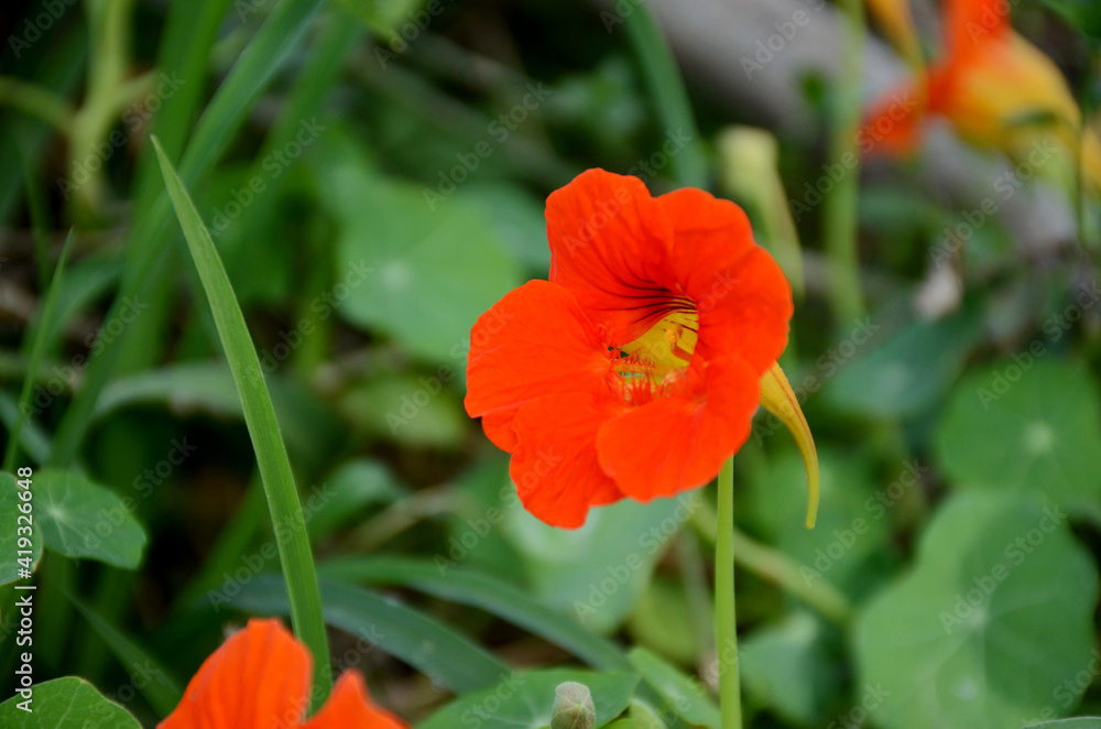 the orange nasturtium flowers with vine and green leaves in the garden. the orange nasturtium flowers with vine and green leaves in the garden.