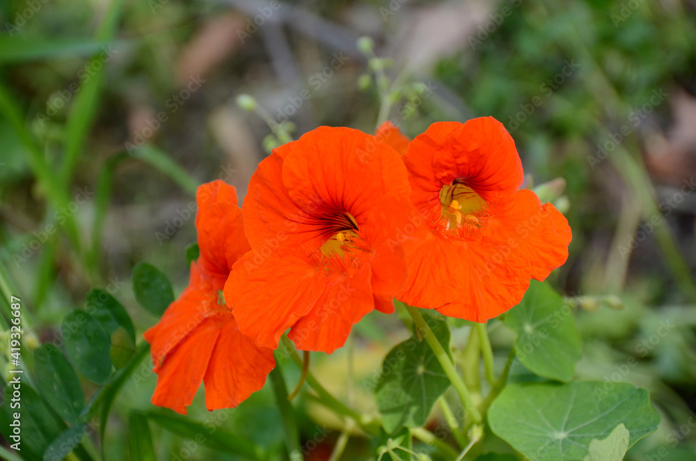 bunch the orange nasturtium flowers with vine and green leaves in the garden. bunch the orange nasturtium flowers with vine and green leaves in the garden.
