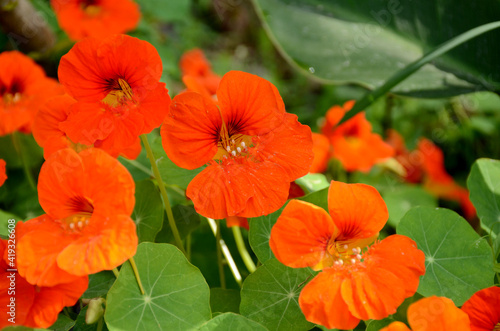 bunch the orange nasturtium flowers with vine and green leaves in the garden.