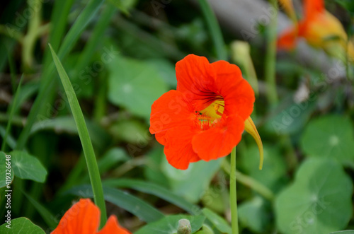 the orange nasturtium flowers with vine and green leaves in the garden.