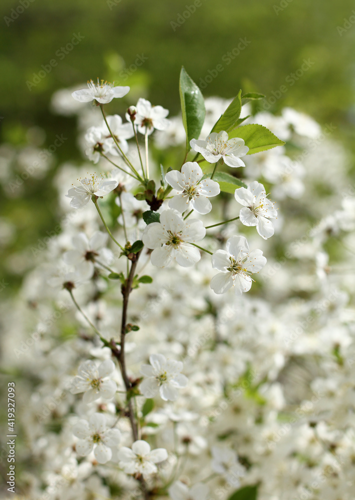 blooming on the branches of a cherry tree. spring garden flowers blooming on the branches of a cherry tree. spring garden flowers