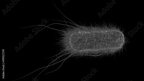 E. coli or Escherichia coli 3d rendering medical illustration